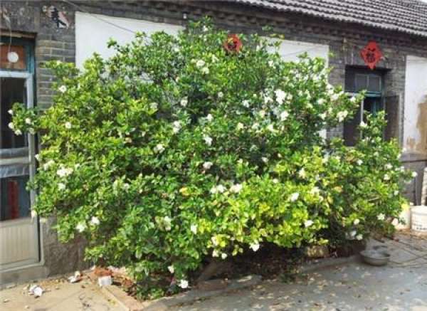 Gardenia