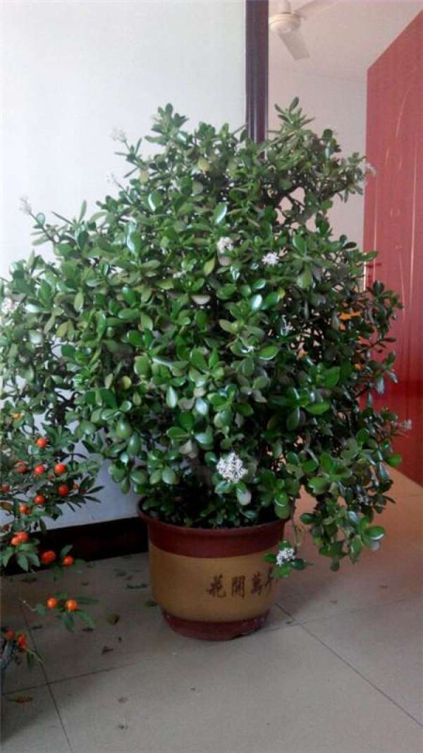 Gardenia