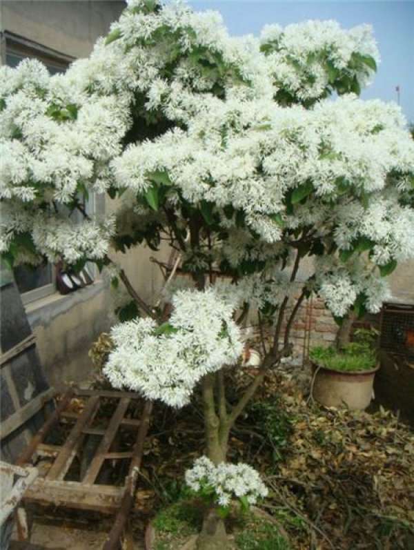 Gardenia