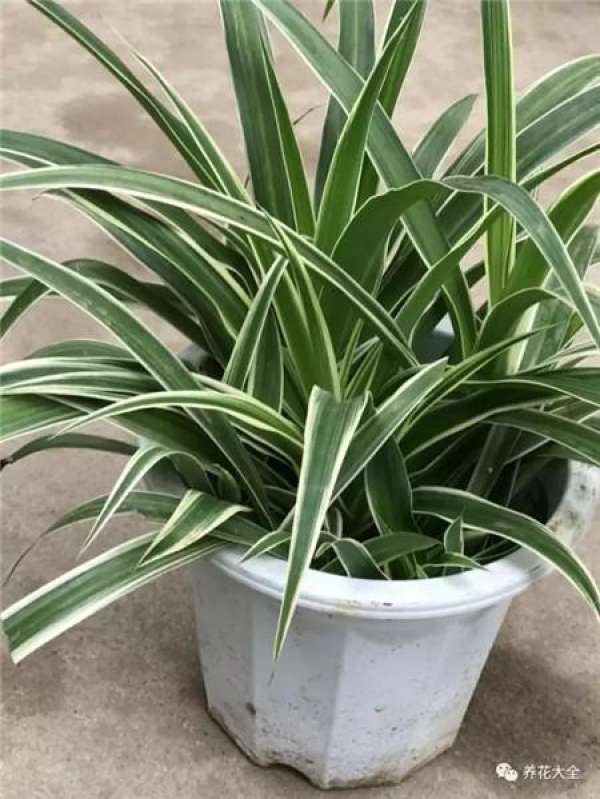 Chlorophytum comosum