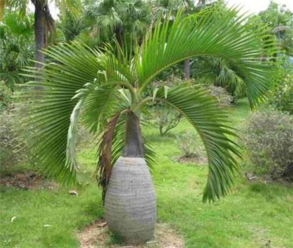 Bottle coconut