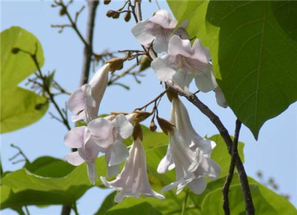 Paulownia