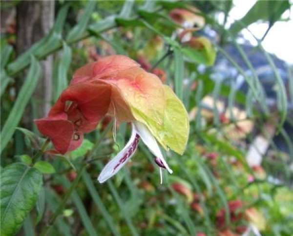 Shrimp Shell Flower