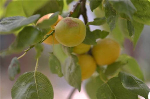 Apricot