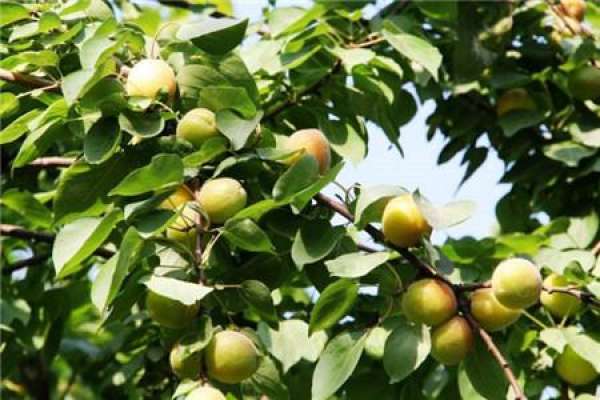 Apricot