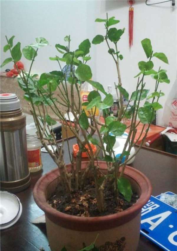 Do Jasmine wilt or bloom? It's absolutely that you didn't do it well