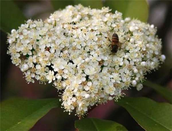 Photinia Flower Festival