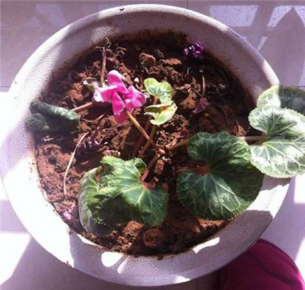 Cyclamen leaves dry up and turn yellow