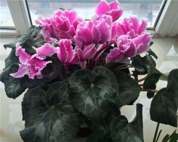 Cyclamen's study is placed