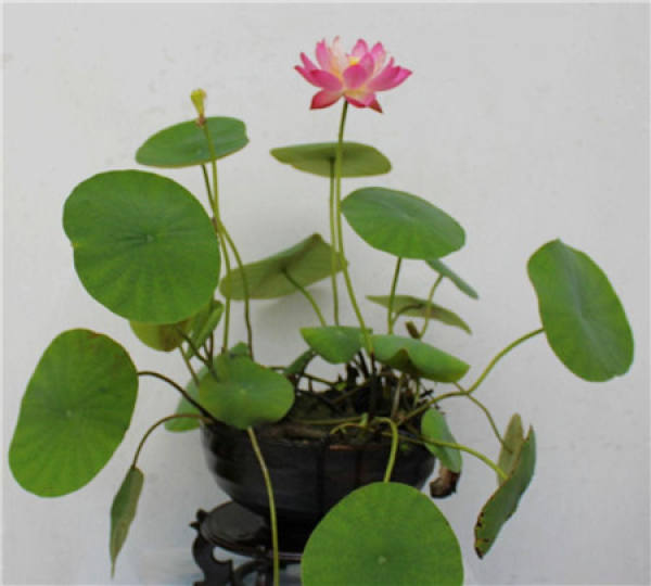 How to raise water bowl lotus will not muddy?