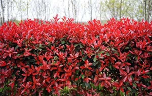 Upper pot of potted Photinia fraseri