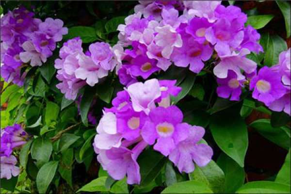 Cautions for flowering of garlic vine