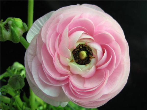 Ranunculus japonicus