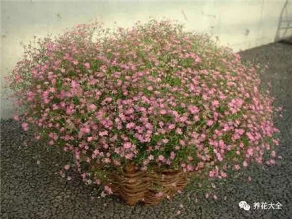 Gypsophila paniculata