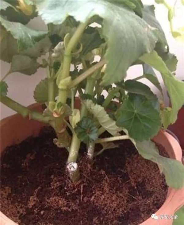 prune after crabmeat orchid