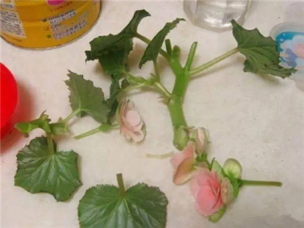 Rieger Begonia air dried branch