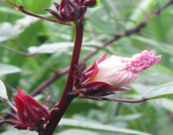 Diseases and insect pests of Roselle