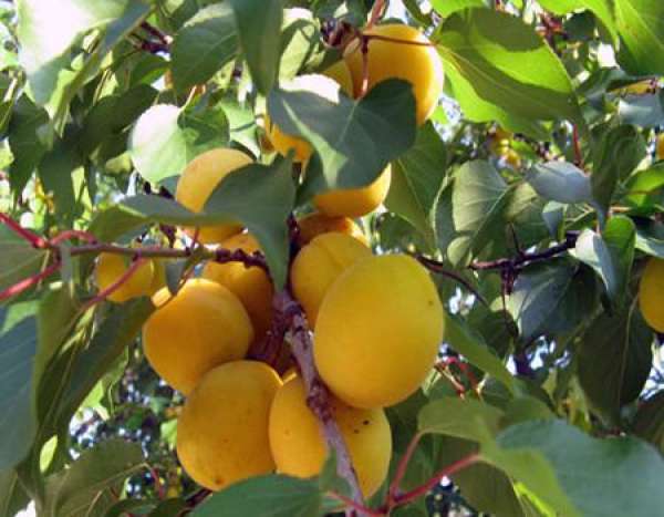 Precautions for apricot trees