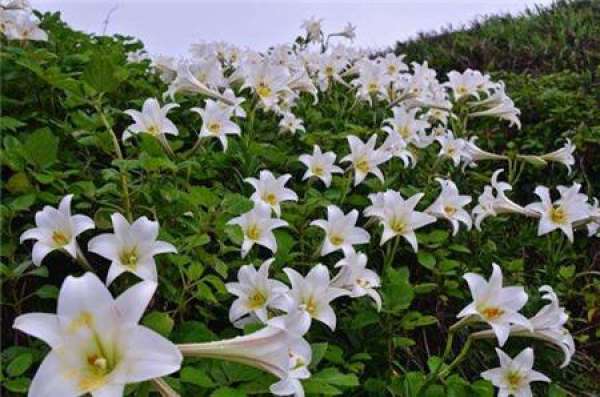 cutting propagation time of Lilium Moschus