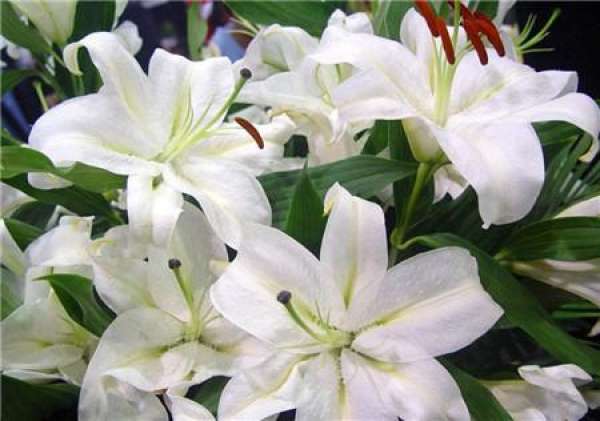 Musk Lily cutting propagation method