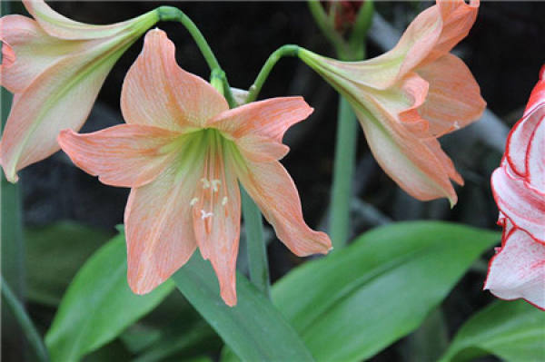 Amaryllis cuttage propagation method