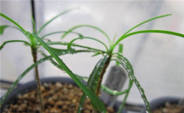 time of cutting propagation