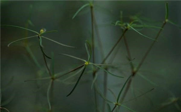 Kylin cuttage propagation method