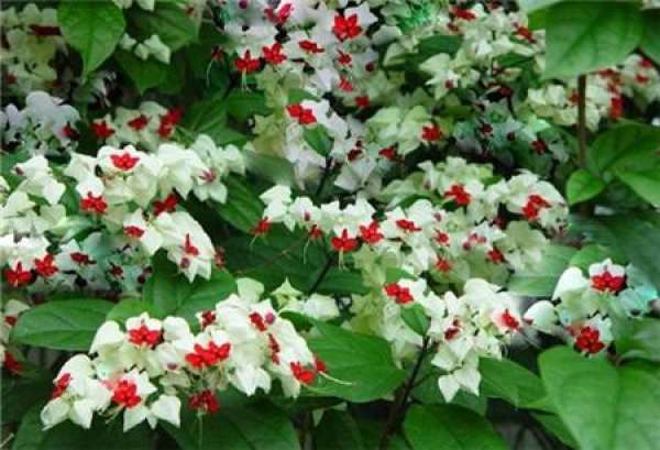 cutting propagation time of longtuzhu cutting propagation time of longtuzhu