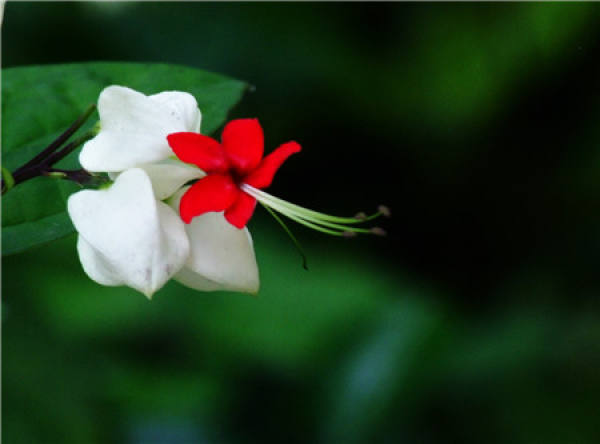 Longtuzhu cuttage propagation method Longtuzhu cuttage propagation method