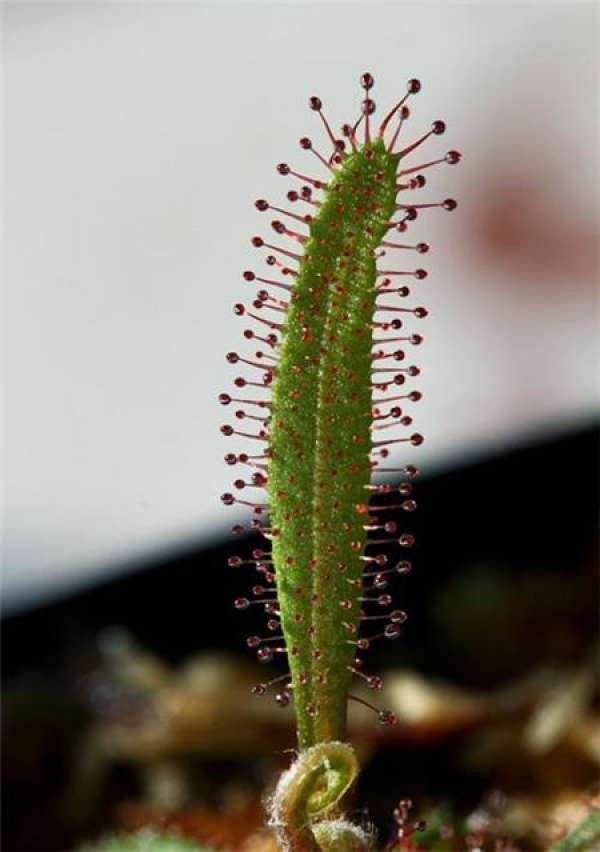 cutting propagation time of lace leaf cutting propagation time of lace leaf