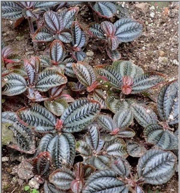 cutting propagation time of Rana argyrophylla