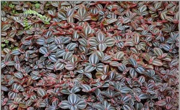 Cutting propagation method for silver leaf frog grass