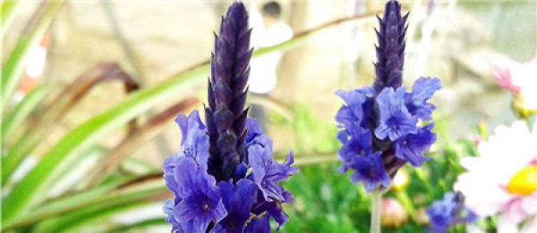 cutting propagation time of lavender cutting propagation time of lavender