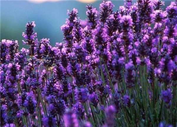 Cutting propagation method of pinnate lavender Cutting propagation method of pinnate lavender