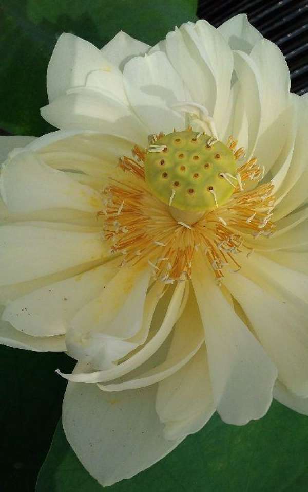 Precautions for Lotus Seeding