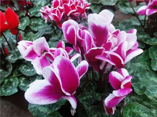can the newly bought Cyclamen change the basin