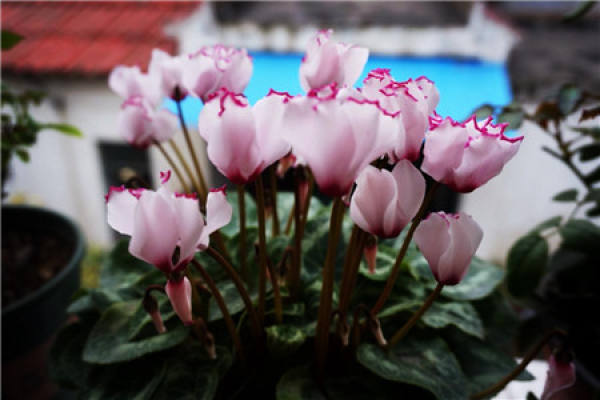 The best repotting time of Cyclamen
