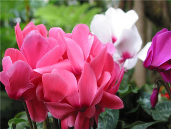 Precautions for Cyclamen during Dormancy
