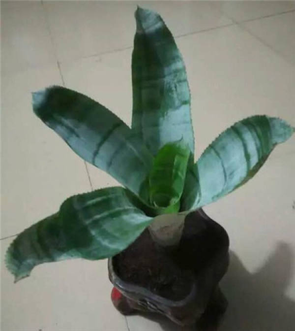 Points for attention in online purchase of plant seedlings