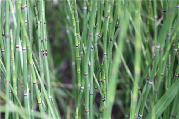 Horsetail cuttage propagation method Horsetail cuttage propagation method