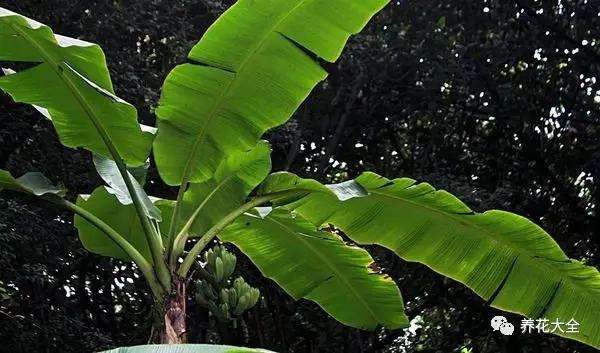 bamboo leaves