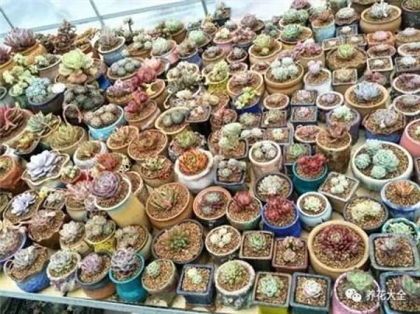 All kinds of fleshy