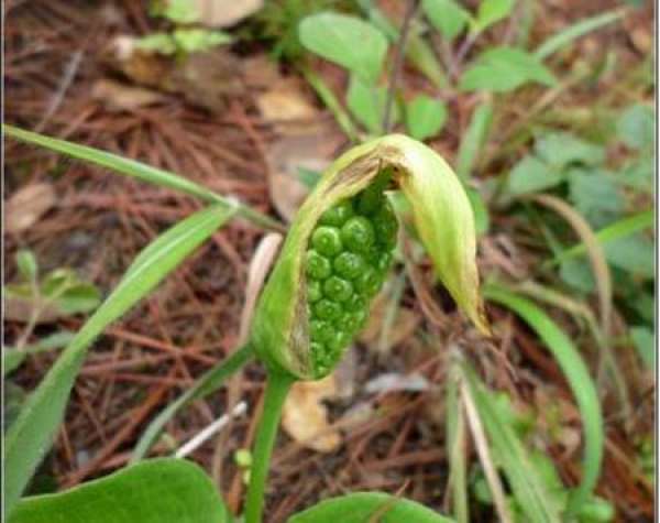 Requirements of Pinellia ternata on soil