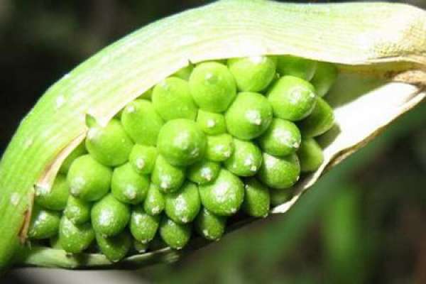 tuber propagation of Pinellia ternate