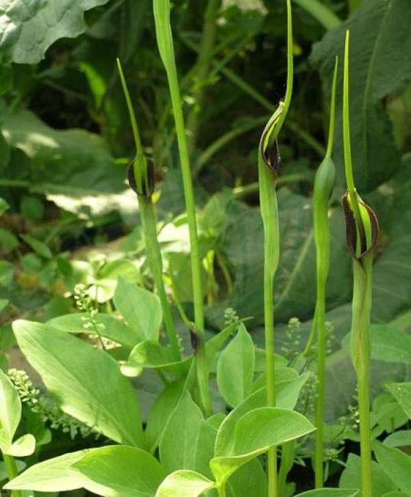 Pinellia ternata seed propagation