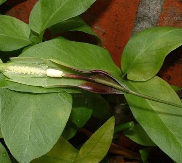 tuber propagation of Pinellia ternate