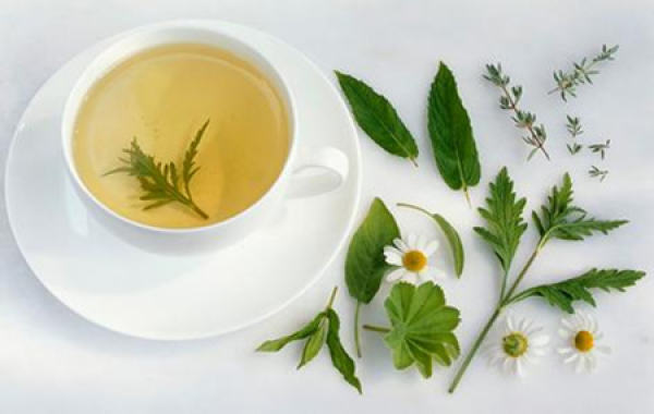 efficacy of Verbena tea efficacy of Verbena tea