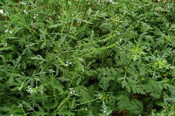 Verbena tea is suitable for people Verbena tea is suitable for people