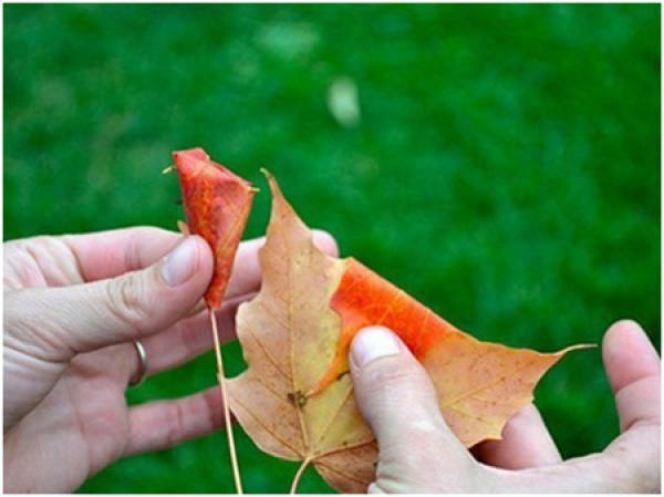 materials for maple leaves to make rose flower arrangement