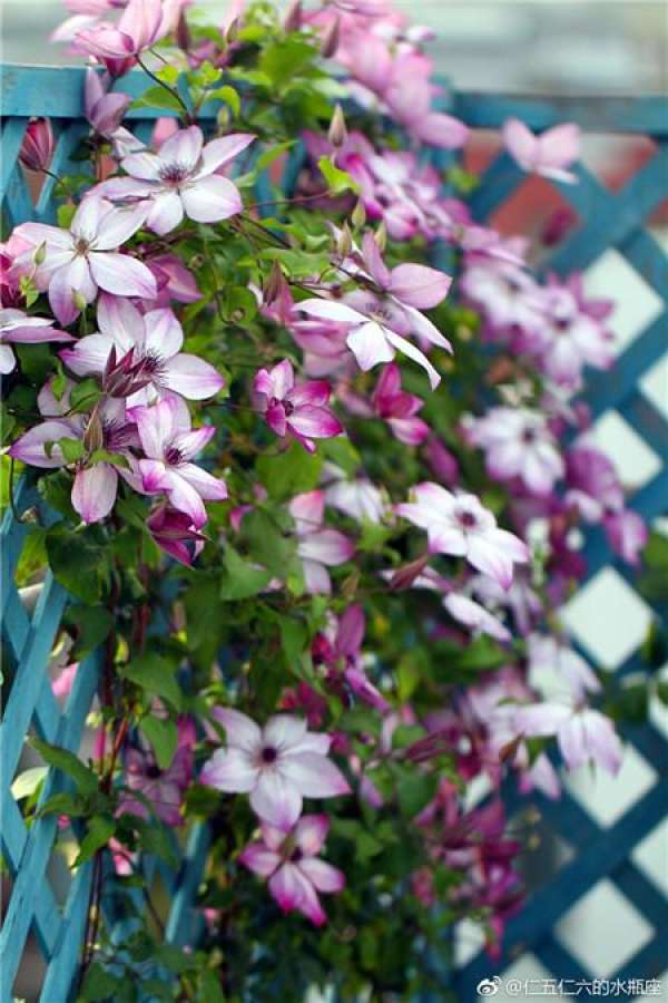 Hydrangea